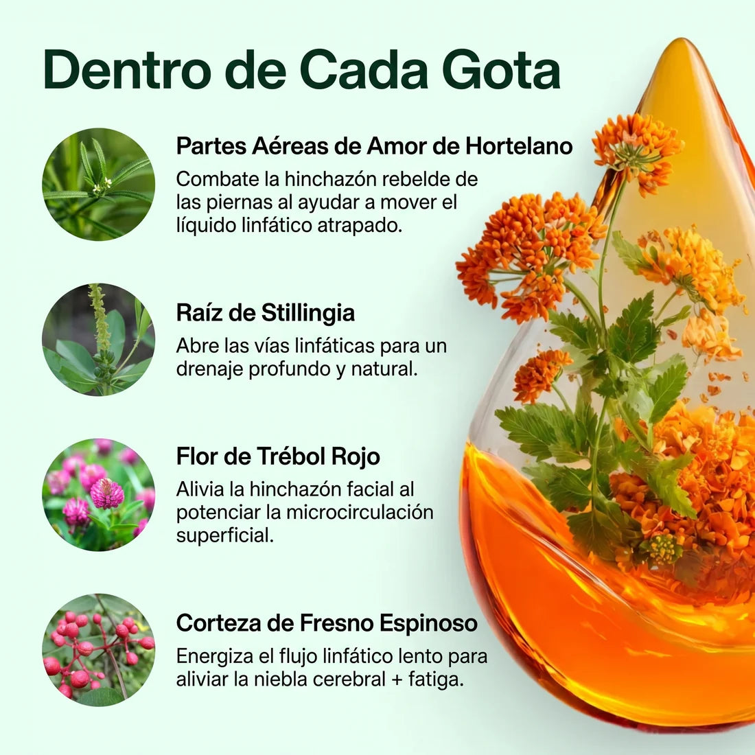Drenaje Linfático Patagonia Herbs®